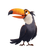 Singing Happy Toucan Vinyl Car Decal Sticker – Waterproof & UV-Resistant 6.826666666666667"