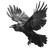 Dramatic Flying Raven Vinyl Car Decal Sticker – Waterproof & UV-Resistant 6.826666666666667"