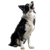 Barking Border Collie V3 Vinyl Car Decal Sticker – Waterproof & UV-Resistant 3.4133333333333336"