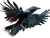 Dynamic Flying Crow Vinyl Car Decal Sticker – Waterproof & UV-Resistant 6.1866666666666665"