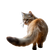 Annoyed Cat Walking Away Vinyl Car Decal Sticker – Waterproof & UV-Resistant 6.826666666666667"