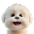Cheerful Maltese Dog V2 Vinyl Car Decal Sticker – Waterproof & UV-Resistant 3.4133333333333336"