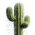 Sweating Cactus V2 Vinyl Car Decal Sticker – Waterproof & UV-Resistant 6.826666666666667"