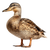 Realistic Duck V3 Vinyl Car Decal Sticker – Waterproof & UV-Resistant 3.4133333333333336"