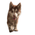 Happy Husky Puppy V10 Vinyl Car Decal Sticker – Waterproof & UV-Resistant 3.4133333333333336"