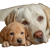 Labrador Puppy Snuggling Vinyl Car Decal Sticker – Waterproof & UV-Resistant 6.826666666666667"