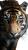 Tiger Portrait V14 Vinyl Car Decal Sticker – Waterproof & UV-Resistant 4.8533333333333335"