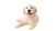 Golden Retriever Puppy V113 Vinyl Car Decal Sticker – Waterproof & UV-Resistant 5.4