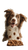 Joyful Dog With Kibble Vinyl Car Decal Sticker – Waterproof & UV-Resistant 9.706666666666667"