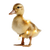 Festive Duckling Vinyl Car Decal Sticker – Waterproof & UV-Resistant 3.4133333333333336"