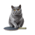 British Cat Paddle Vinyl Car Decal Sticker – Waterproof & UV-Resistant 3.4133333333333336"