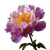 Peony Flower V9 Vinyl Car Decal Sticker – Waterproof & UV-Resistant 3.4133333333333336"