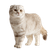 Scottish Fold Cat V31 Vinyl Car Decal Sticker – Waterproof & UV-Resistant 3.4133333333333336"