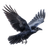 Spread-Winged Raven V3 Vinyl Car Decal Sticker – Waterproof & UV-Resistant 3.4133333333333336"