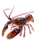 Lobster V5 Vinyl Car Decal Sticker – Waterproof & UV-Resistant 4.1066666666666665"