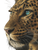 Leopard Portrait V8 Vinyl Car Decal Sticker – Waterproof & UV-Resistant 4.1066666666666665"