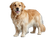 Golden Retriever Portrait V36 Vinyl Car Decal Sticker – Waterproof & UV-Resistant 3.0933333333333333"