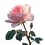 Rose V16 Vinyl Car Decal Sticker – Waterproof & UV-Resistant 3.4133333333333336"
