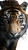 Tiger Portrait V16 Vinyl Car Decal Sticker – Waterproof & UV-Resistant 4.8533333333333335"