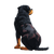 Fantasy Rottweiler Vinyl Car Decal Sticker – Waterproof & UV-Resistant 3.4133333333333336"