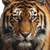 Frontal Tiger Gaze Vinyl Car Decal Sticker – Waterproof & UV-Resistant 3.4133333333333336"