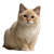 Munchkin Cat Sitting V3 Vinyl Car Decal Sticker – Waterproof & UV-Resistant 3.4133333333333336"