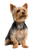 Yorkshire Terrier Portrait V6 Vinyl Car Decal Sticker – Waterproof & UV-Resistant 4.373333333333333"