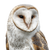 White Owl V6 Vinyl Car Decal Sticker – Waterproof & UV-Resistant 3.4133333333333336"