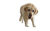 Elderly Labrador Retriever V3 Vinyl Car Decal Sticker – Waterproof & UV-Resistant 2.8