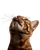 Bengal Cat With Food Vinyl Car Decal Sticker – Waterproof & UV-Resistant 4.0"