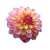 Pink Dahlia Bloom V2 Vinyl Car Decal Sticker – Waterproof & UV-Resistant 3.4133333333333336"