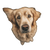 Golden Retriever Close-Up V5 Vinyl Car Decal Sticker – Waterproof & UV-Resistant 3.4133333333333336"
