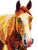 Geometric Horse Head Vinyl Car Decal Sticker – Waterproof & UV-Resistant 4.1066666666666665"