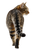 Cat Walking Away V2 Vinyl Car Decal Sticker – Waterproof & UV-Resistant 4.32"