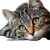 Tabby Cat Mirror Vinyl Car Decal Sticker – Waterproof & UV-Resistant 3.4133333333333336"