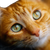 Orange Cat Close-Up V6 Vinyl Car Decal Sticker – Waterproof & UV-Resistant 3.4133333333333336"