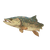 Cloisonne Trout Fish Vinyl Car Decal Sticker – Waterproof & UV-Resistant 3.4133333333333336"