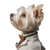 Doctor Terrier Vinyl Car Decal Sticker – Waterproof & UV-Resistant 3.4133333333333336"