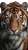 Intense Tiger Gaze V4 Vinyl Car Decal Sticker – Waterproof & UV-Resistant 9.706666666666667"