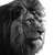 Angry Lion Portrait V9 Vinyl Car Decal Sticker – Waterproof & UV-Resistant 3.4133333333333336"
