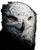 Feathered Vhs Owl Vinyl Car Decal Sticker – Waterproof & UV-Resistant 4.0"