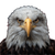Fierce Bald Eagle V4 Vinyl Car Decal Sticker – Waterproof & UV-Resistant 6.826666666666667"