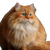 Fluffy Orange Cat V14 Vinyl Car Decal Sticker – Waterproof & UV-Resistant 3.4133333333333336"