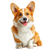 Smiling Welsh Corgi Vinyl Car Decal Sticker – Waterproof & UV-Resistant 6.826666666666667"