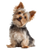 Happy Yorkshire Terrier V7 Vinyl Car Decal Sticker – Waterproof & UV-Resistant 8.0"