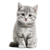 Smiling Gray Kitten V2 Vinyl Car Decal Sticker – Waterproof & UV-Resistant 3.4133333333333336"