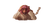 Overwhelmed Saudi Man V3 Vinyl Car Decal Sticker – Waterproof & UV-Resistant 5.4