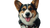 Happy Corgi Smiling V2 Vinyl Car Decal Sticker – Waterproof & UV-Resistant 5.4