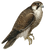 Gould'S Falcon Sketch Vinyl Car Decal Sticker – Waterproof & UV-Resistant 3.4133333333333336"