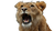 Laughing Lioness Vinyl Car Decal Sticker – Waterproof & UV-Resistant 2.72"